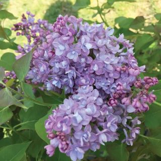 Scentara Double Blue Lilac Thumbnail